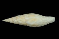 藏品(白筆螺)的圖片